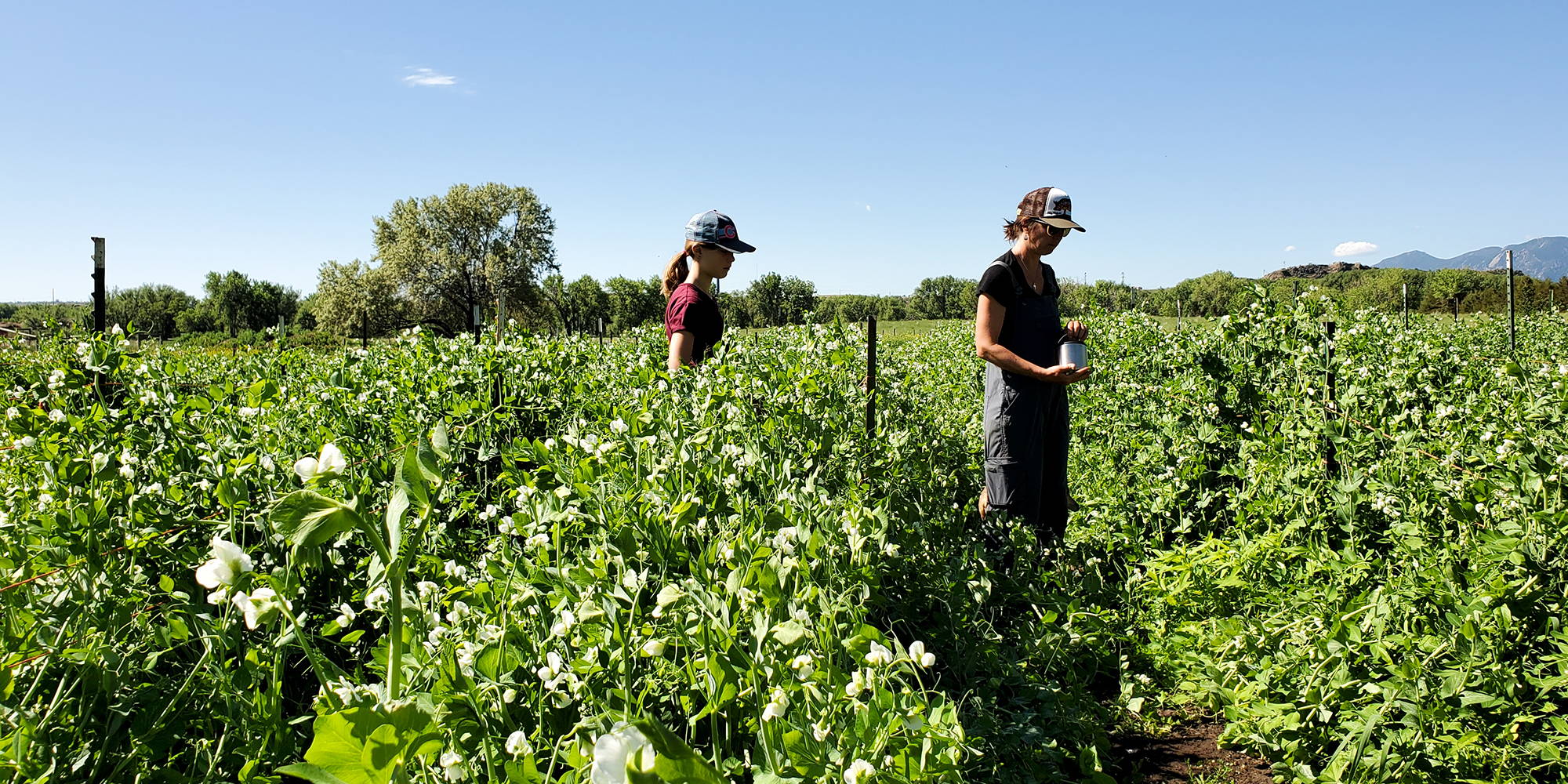 Everyday Food Solutions: Family, Community and Sustainable Agriculture